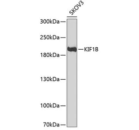 Western Blot - Anti-KIF1B Antibody (A11997) - Antibodies.com