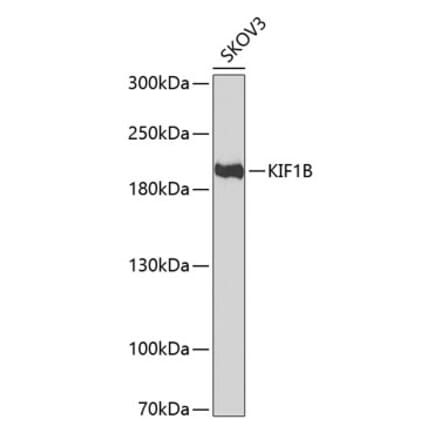 Western Blot - Anti-KIF1B Antibody (A11997) - Antibodies.com