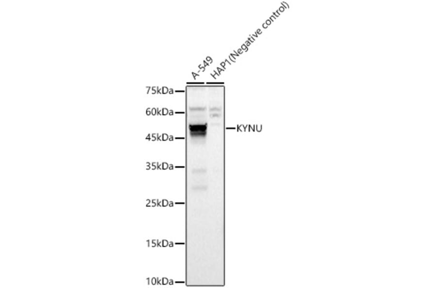 Western Blot - Anti-L-Kynurenine Hydrolase Antibody (A11998) - Antibodies.com
