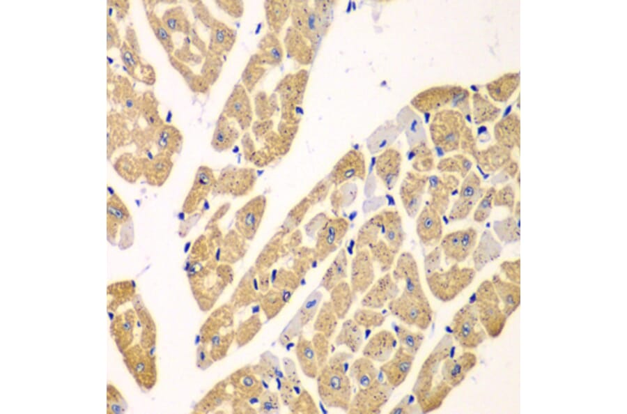Immunohistochemistry - Anti-L-Kynurenine Hydrolase Antibody (A11998) - Antibodies.com