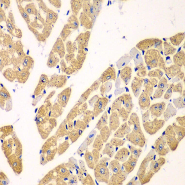 Immunohistochemistry - Anti-L-Kynurenine Hydrolase Antibody (A11998) - Antibodies.com