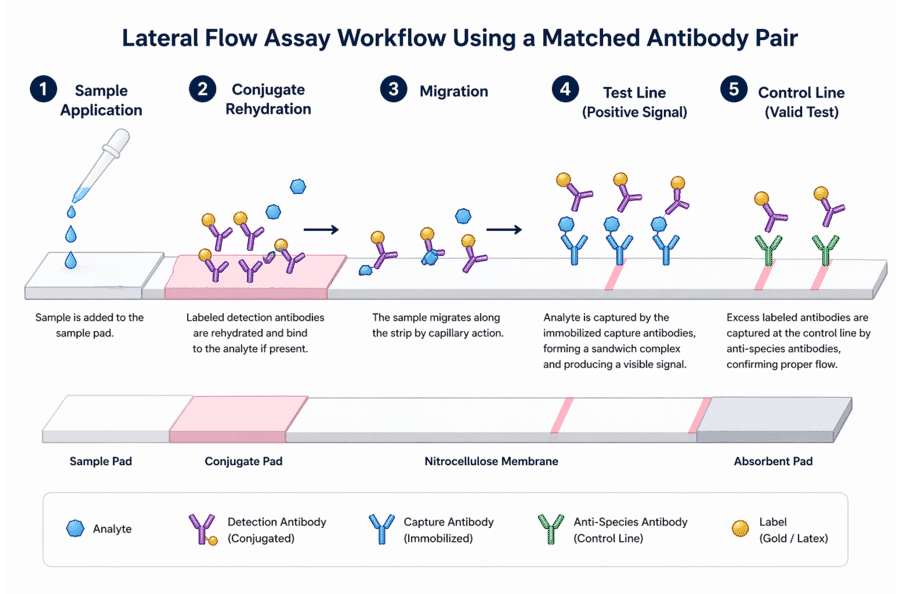 LFA Schematic - Anti-Influenza A Virus Matched Antibody Pair - Antibodies.com