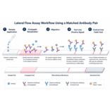 LFA Schematic - Anti-Norovirus Group I Matched Antibody Pair - Antibodies.com