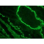 Immunofluorescence - Anti-alpha Smooth Muscle Actin Antibody [1A4] (A115506) - Antibodies.com