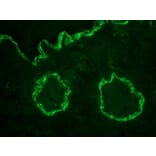 Immunofluorescence - Anti-alpha Smooth Muscle Actin Antibody [1A4] (A115506) - Antibodies.com