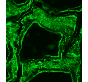 Immunohistochemistry - Anti-alpha Skeletal Muscle Actin Antibody [3B3] (A115509) - Antibodies.com