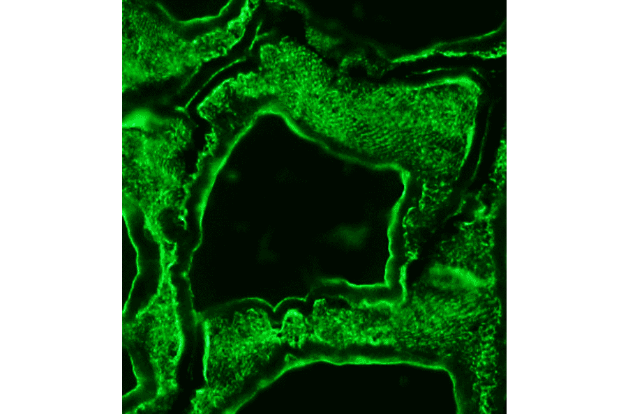 Immunohistochemistry - Anti-alpha Skeletal Muscle Actin Antibody [3B3] (A115509) - Antibodies.com