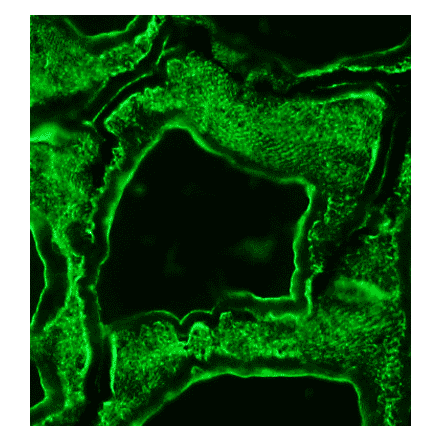 Immunohistochemistry - Anti-alpha Skeletal Muscle Actin Antibody [3B3] (A115509) - Antibodies.com