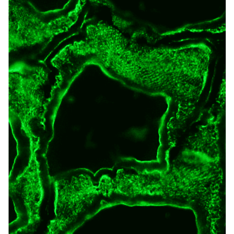 Immunohistochemistry - Anti-alpha Skeletal Muscle Actin Antibody [3B3] (A115509) - Antibodies.com