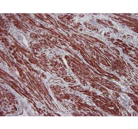 Immunohistochemistry - Anti-beta Actin Antibody [4C2] (A115511) - Antibodies.com