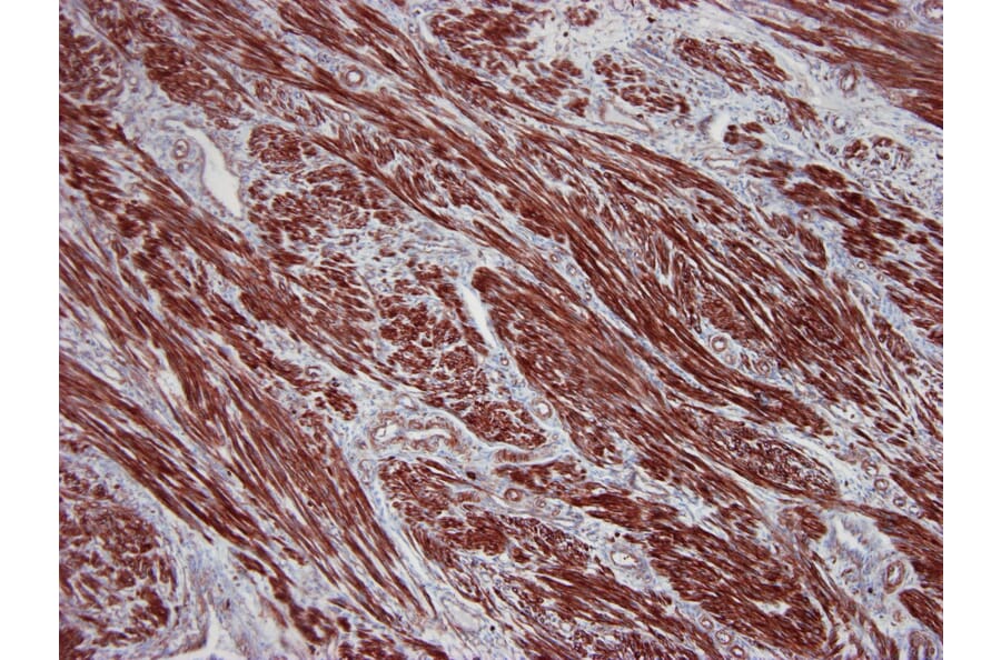Immunohistochemistry - Anti-beta Actin Antibody [4C2] (A115511) - Antibodies.com