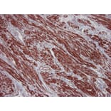 Immunohistochemistry - Anti-beta Actin Antibody [4C2] (A115511) - Antibodies.com