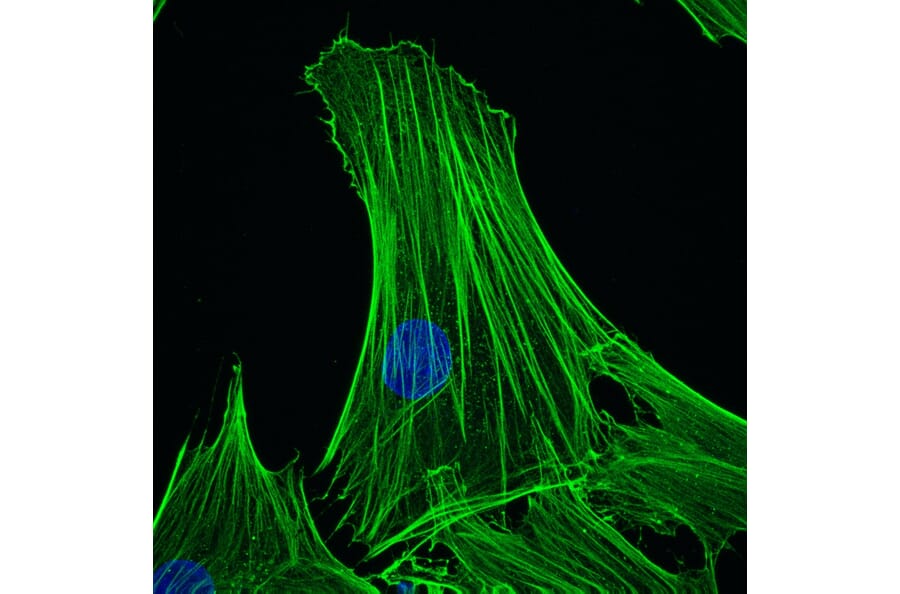 Immunohistochemistry - Anti-beta Actin Antibody [4C2] (A115511) - Antibodies.com