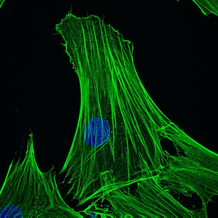 Immunohistochemistry - Anti-beta Actin Antibody [4C2] (A115511) - Antibodies.com