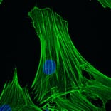 Immunohistochemistry - Anti-beta Actin Antibody [4C2] (A115511) - Antibodies.com