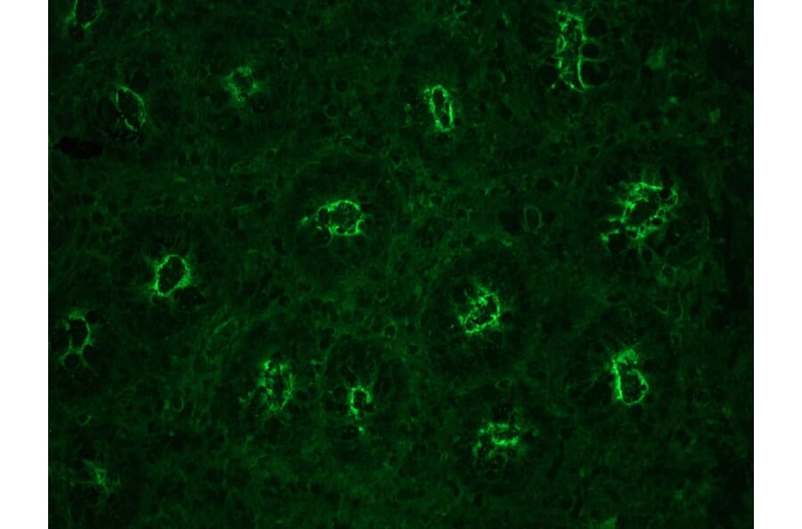 Immunohistochemistry - Anti-gamma Actin Antibody [2A3] (A115512) - Antibodies.com