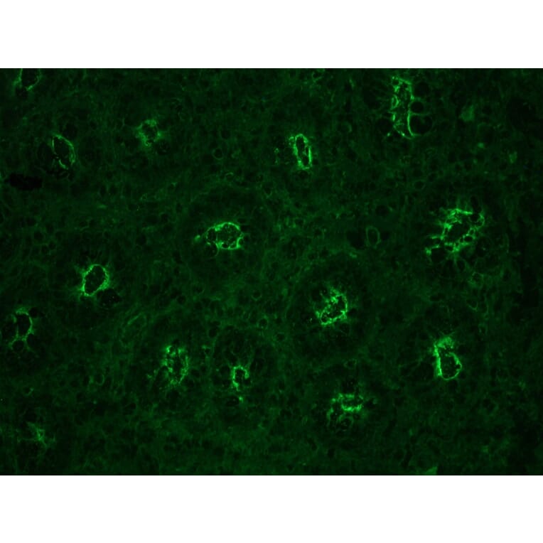 Immunohistochemistry - Anti-gamma Actin Antibody [2A3] (A115512) - Antibodies.com