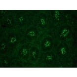 Immunohistochemistry - Anti-gamma Actin Antibody [2A3] (A115512) - Antibodies.com