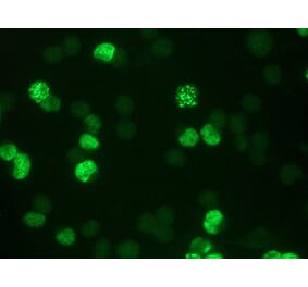 Flow Cytometry - Anti-BrdU Antibody [IIB5] (A115514) - Antibodies.com