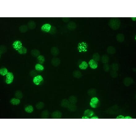 Flow Cytometry - Anti-BrdU Antibody [IIB5] (A115514) - Antibodies.com