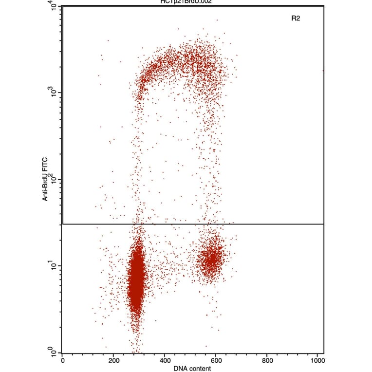 Flow Cytometry - Anti-BrdU Antibody [IIB5] (A115514) - Antibodies.com
