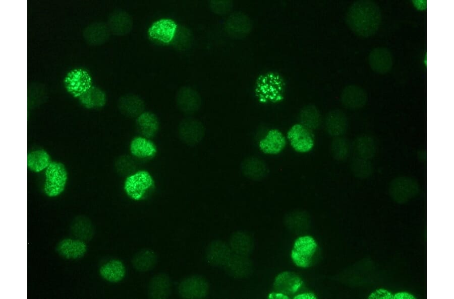Immunofluorescence - Anti-BrdU Antibody [IIB5] (A115514) - Antibodies.com