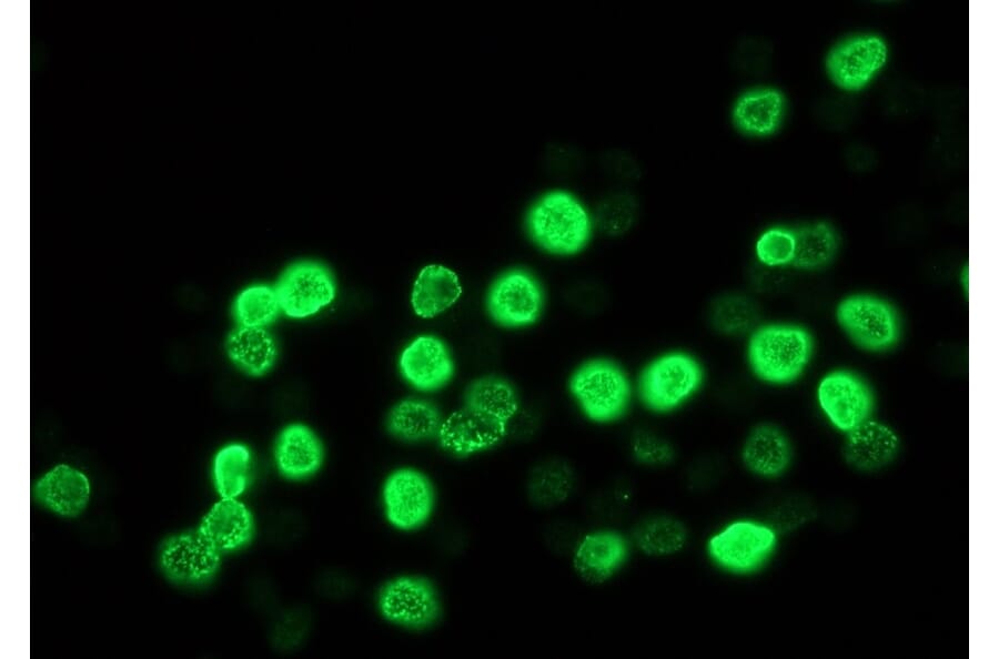Immunofluorescence - Anti-BrdU Antibody [IIB5] (A115514) - Antibodies.com