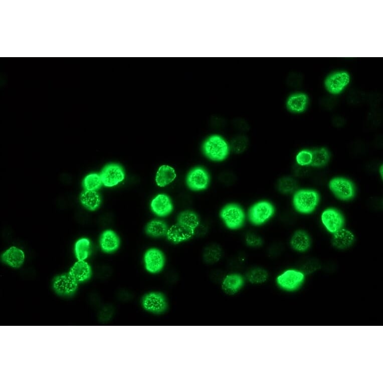 Immunofluorescence - Anti-BrdU Antibody [IIB5] (A115514) - Antibodies.com