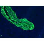 Immunofluorescence - Anti-Cytokeratin 5 + 8 Antibody [RCK102] (A115529) - Antibodies.com