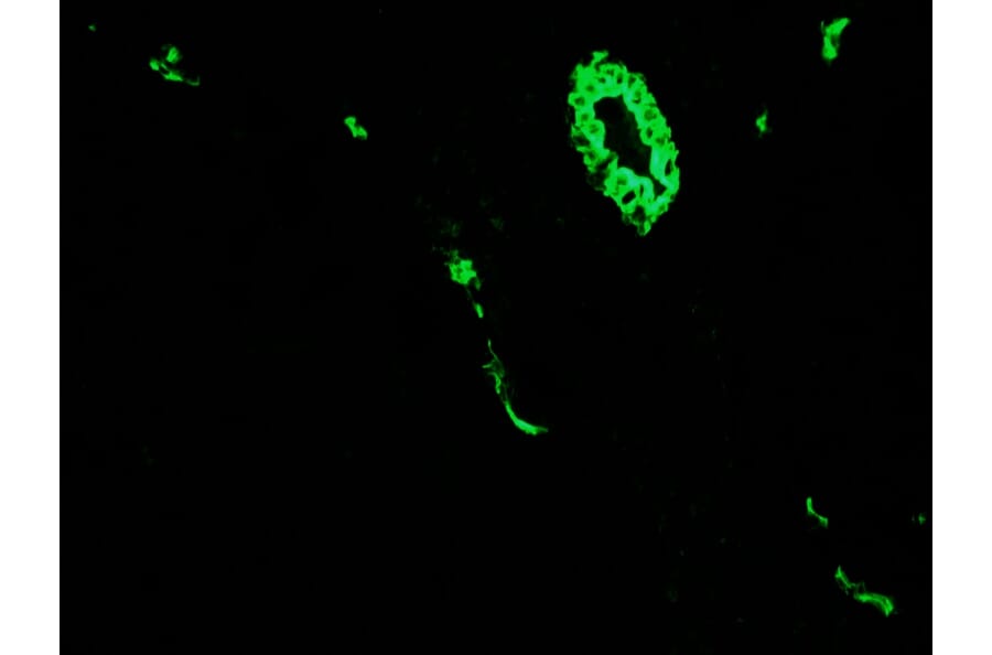 Immunohistochemistry - Anti-Cytokeratin 7 Antibody [RCK105] (A115530) - Antibodies.com