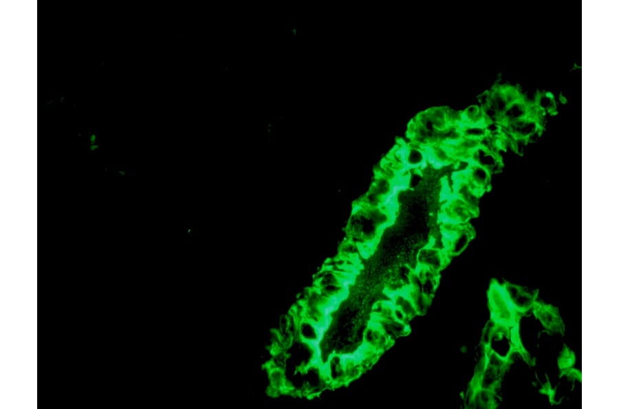 Immunohistochemistry - Anti-Cytokeratin 7 Antibody [RCK105] (A115530) - Antibodies.com