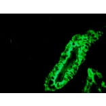 Immunohistochemistry - Anti-Cytokeratin 7 Antibody [RCK105] (A115530) - Antibodies.com