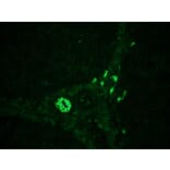 Immunohistochemistry - Anti-Cytokeratin 7 Antibody [RCK105] (A115530) - Antibodies.com