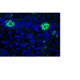 Immunohistochemistry - Anti-Cytokeratin 7 Antibody [RCK105] (A115530) - Antibodies.com