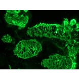Immunohistochemistry - Anti-Cytokeratin 7 Antibody [RCK105] (A115530) - Antibodies.com