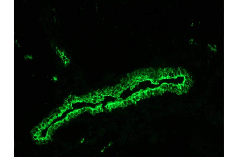 Immunohistochemistry - Anti-Cytokeratin 7 Antibody [RCK105] (A115530) - Antibodies.com