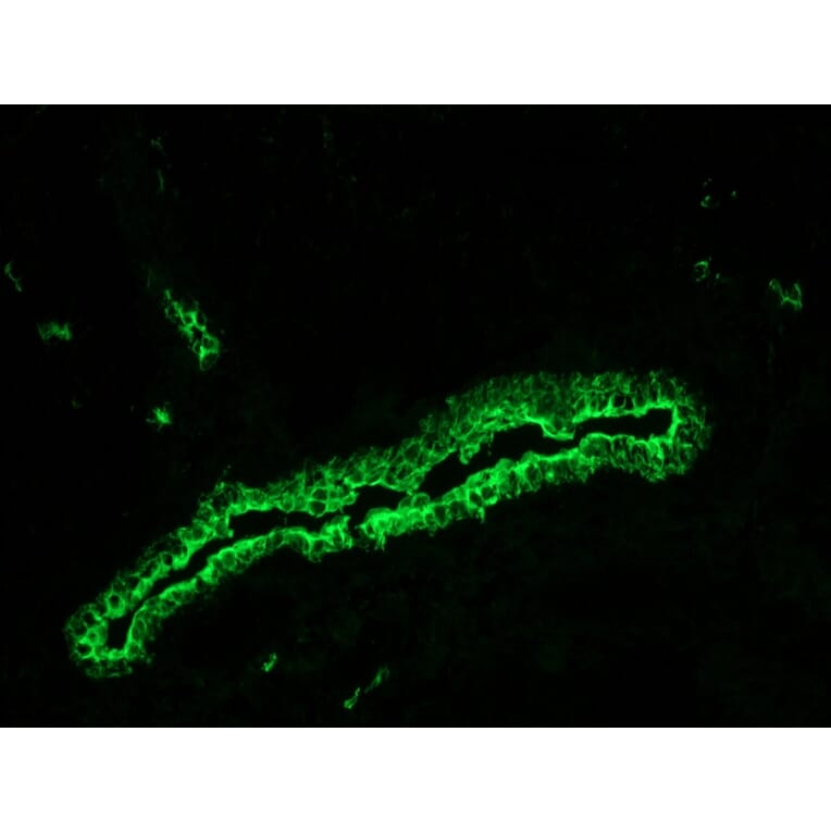 Immunohistochemistry - Anti-Cytokeratin 7 Antibody [RCK105] (A115530) - Antibodies.com