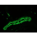 Immunohistochemistry - Anti-Cytokeratin 7 Antibody [RCK105] (A115530) - Antibodies.com