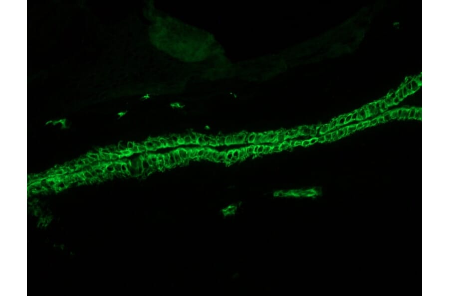 Immunohistochemistry - Anti-Cytokeratin 7 Antibody [RCK105] (A115530) - Antibodies.com