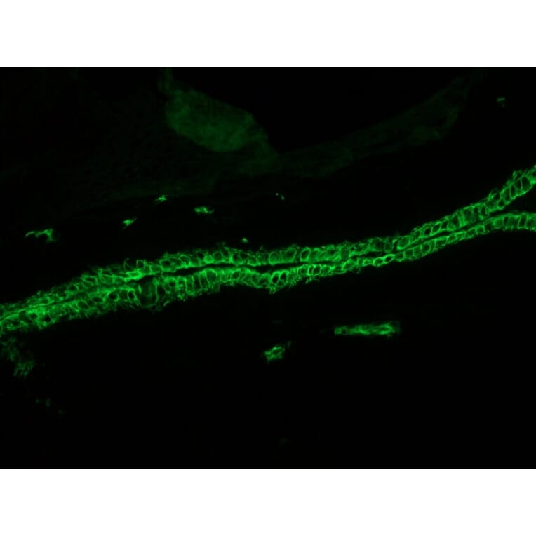 Immunohistochemistry - Anti-Cytokeratin 7 Antibody [RCK105] (A115530) - Antibodies.com