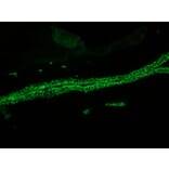 Immunohistochemistry - Anti-Cytokeratin 7 Antibody [RCK105] (A115530) - Antibodies.com