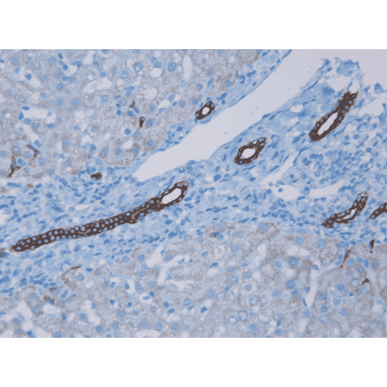 Immunohistochemistry - Anti-Cytokeratin 7 Antibody [RCK105] (A115530) - Antibodies.com
