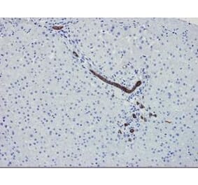 Immunohistochemistry - Anti-Cytokeratin 7 Antibody [OVTL12/30] (A115531) - Antibodies.com