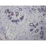 Immunohistochemistry - Anti-Cytokeratin 7 Antibody [OVTL12/30] (A115531) - Antibodies.com