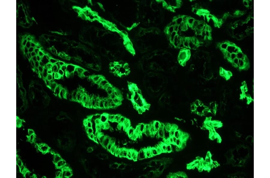 Immunohistochemistry - Anti-Cytokeratin 7 Antibody [OVTL12/30] (A115531) - Antibodies.com