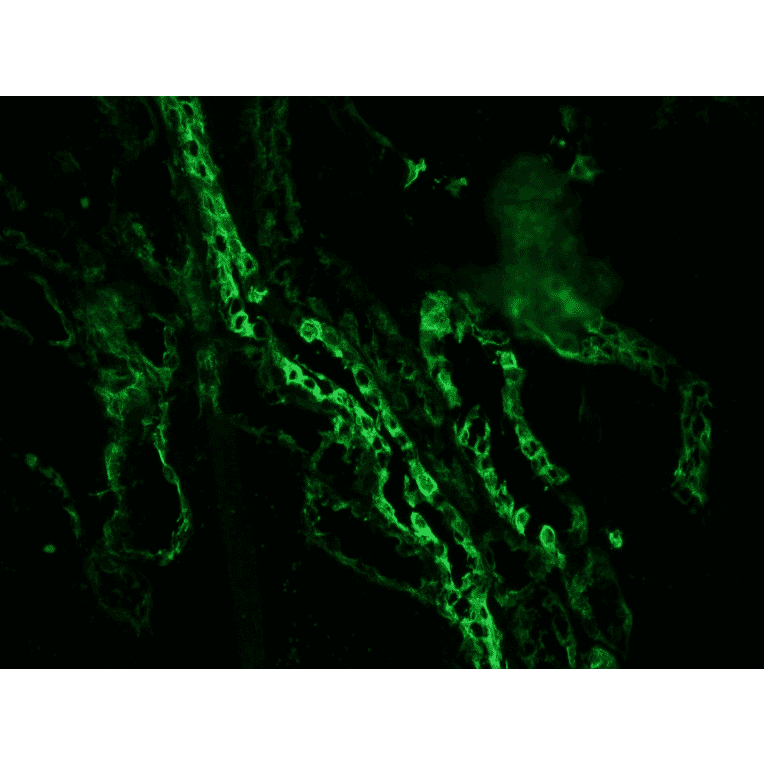 Immunofluorescence - Anti-Cytokeratin 7 Antibody [OVTL12/30] (A115531) - Antibodies.com