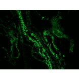 Immunofluorescence - Anti-Cytokeratin 7 Antibody [OVTL12/30] (A115531) - Antibodies.com
