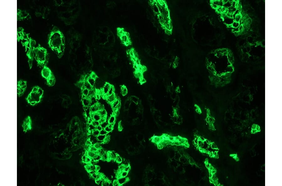 Immunofluorescence - Anti-Cytokeratin 7 Antibody [OVTL12/30] (A115531) - Antibodies.com