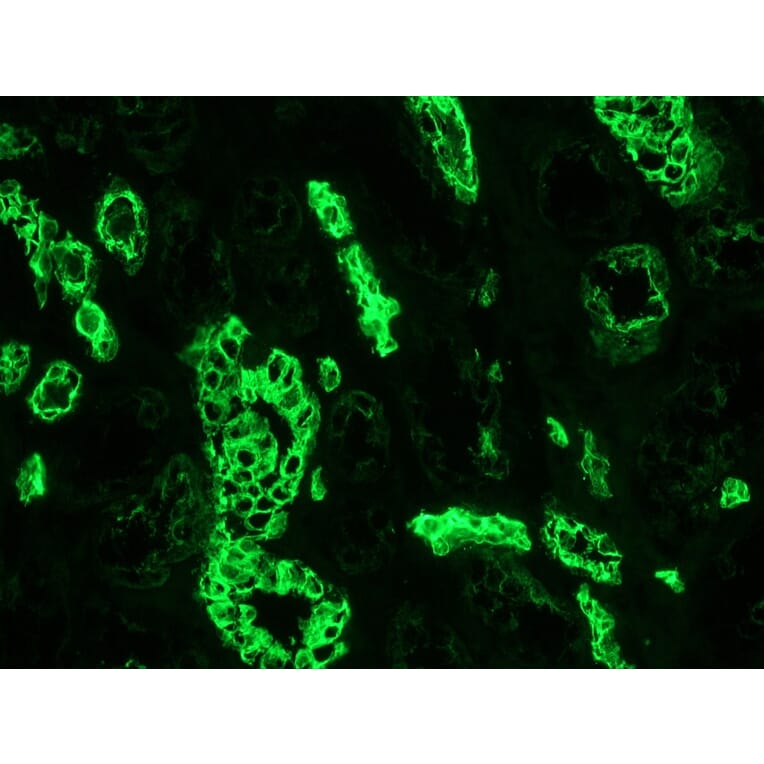 Immunofluorescence - Anti-Cytokeratin 7 Antibody [OVTL12/30] (A115531) - Antibodies.com