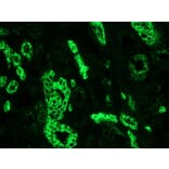 Immunofluorescence - Anti-Cytokeratin 7 Antibody [OVTL12/30] (A115531) - Antibodies.com